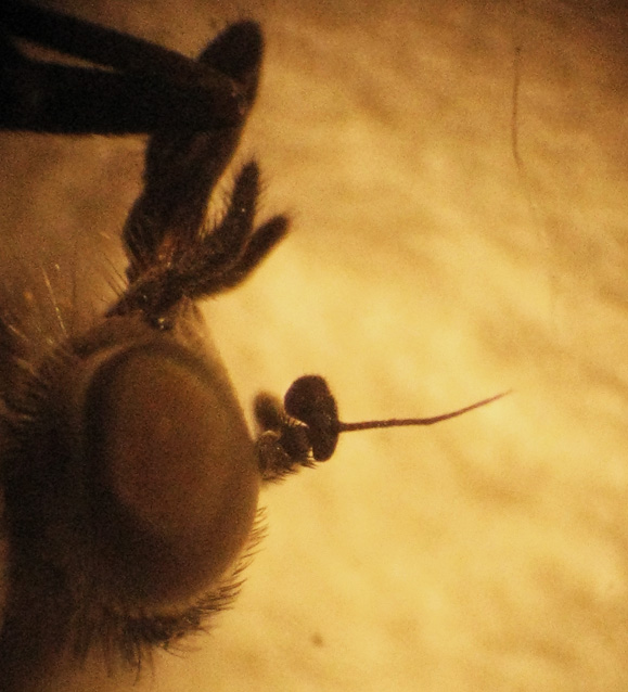 Moschina ematofaga